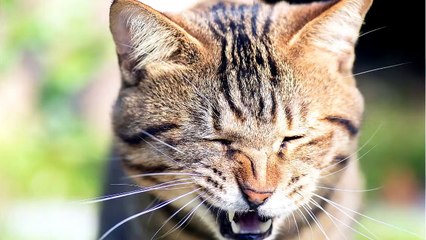 Cat 101_ Nose Bleed in Cats