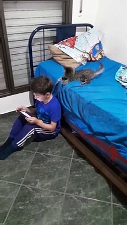 Kitten Wants to Play