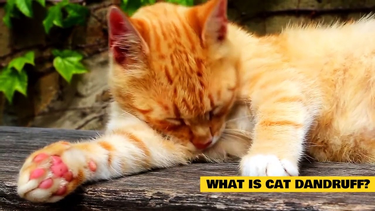 Cat Dandruff_ Simple Solutions for Your Cat's Dry Skin video Dailymotion