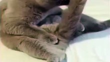Cat licks his tail