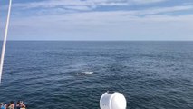 SEASTREAK 3 HOUR WHALE WATCHING CRUISE EXPERIENCE, HIGHLANDS NJ (HUMPBACK WHALE DOLPHINS BOAT RIDE)
