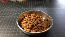 Cat Food Sounds - Dry Food Cat Call - Time to eat!!! Free to use sound effect