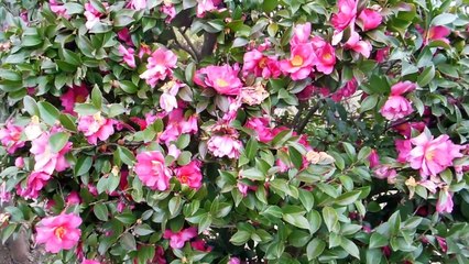 Winter Flowers in Japan