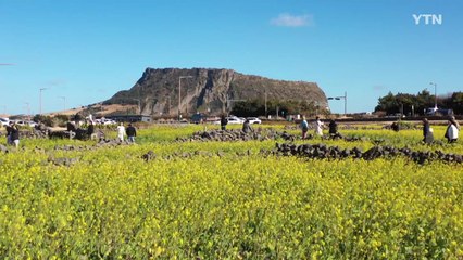 [영상] 눈 녹은 자리, 꽃 피는 자리...1월에 유채꽃 활짝 / YTN
