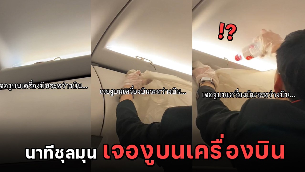 ระทึก ! ผดส. ถ่ายคลิปเจองูบนเครื่องบิน ก่อนเจ้าหน้าที่ใช้ขวดพลาสติกมาช่วยจับงูออกไป