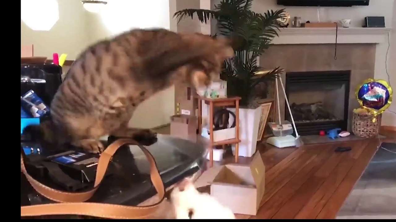 A cat attempts to jump onto a table