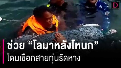 กรมอุทยานแห่งชาติฯ-ศวอล. รุดช่วย "โลมาหลังโหนก" โดนเชือกสายทุ่นรัดหาง | HOTSHOT เดลินิวส์ 17/01/67