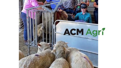 Sheep scanning - Parawa - Stock Journal - Jan 10, 2024