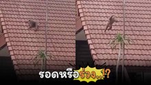 งานนี้จะรอดหรือร่วง..!? เจ้าจ๋อซุกซนเปลี่ยนหลังคาด่านตรวจเป็นสไลเดอร์