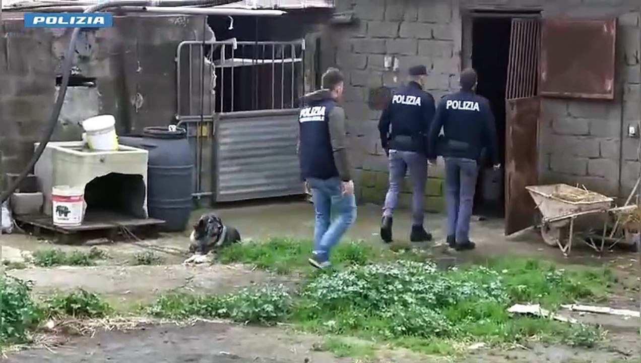 Blitz a Niscemi, scoperti 12 cani in ipotermia e malnutriti per allenarli alla caccia