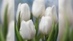 Beautiful amazing shades of tulips#tulips