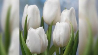 Beautiful amazing shades of tulips#tulips
