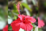 Best housing plant/Hibiscus plant#hibiscus