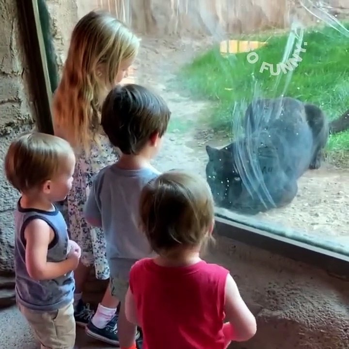 Funny Tiger King Inspired Videos