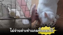 เจ้าของห้องเช่ากุมขมับ ! ลูกบ้านหนีหาย ซ้ำยังทิ้งแมว-ทิ้งข้าวของไว้เต็มห้อง