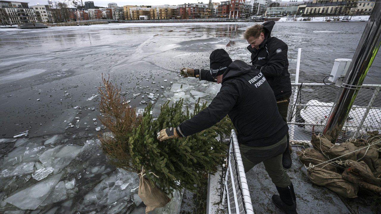 Weihnachtsbäume im Meer versenken - für die Biodiversität