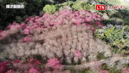 南投信義櫻花盛開！玉山與塔塔加山櫻美景同步綻放🌸