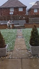 Dalmatian's Snowy Delight | Adorable Reactions to First Snowfall!