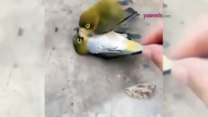 Eşinin ölmesine dayanamayan kuş eşinin baş ucunda öldü!