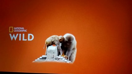 Chasseurs de Pythons : La rafle des crotales