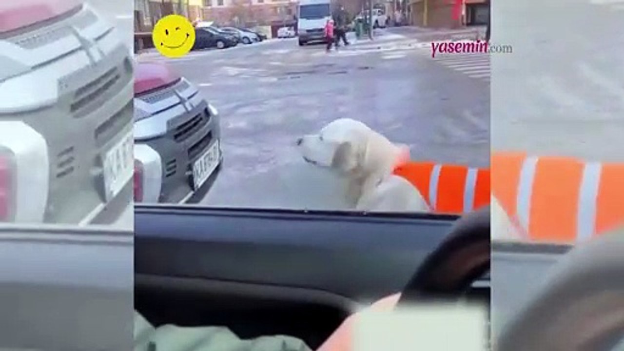 Görme engelli sahibine rehberlik eden köpek duygulandırdı!