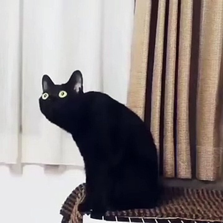 Cat listening to classical music