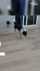 Dog's Heartsome Snow Adventure! || Heartsome 