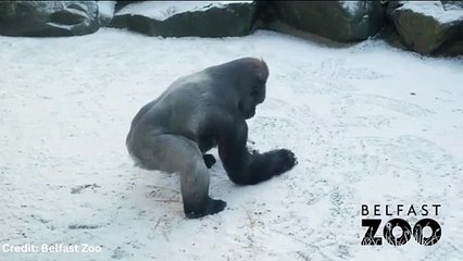 Gorilla makes snowballs at Belfast Zoo