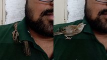 Adorable Moment Sparrow Uses Man’s Collar as Shelter