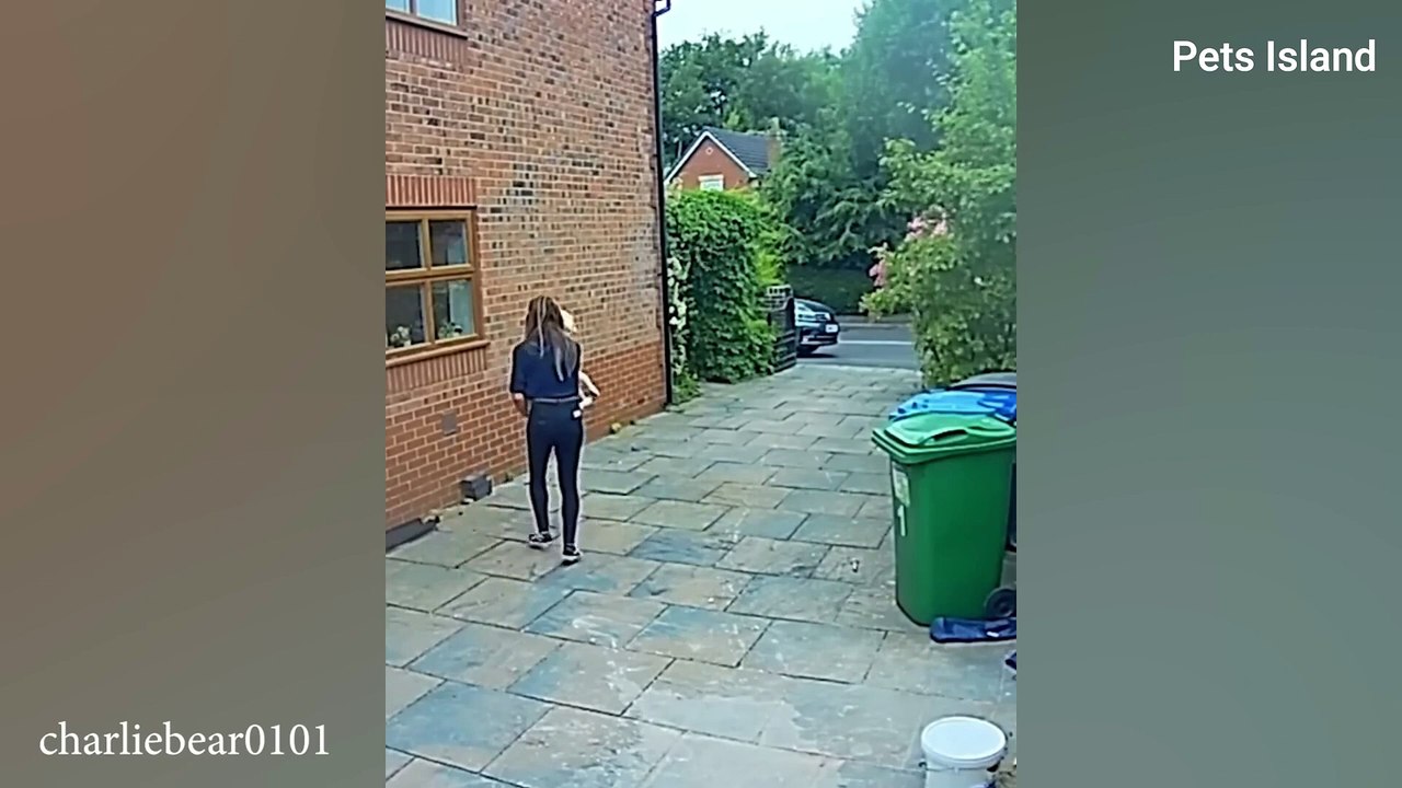 Get a Dog These Moments You Will Have -  Funny Dogs and Human
