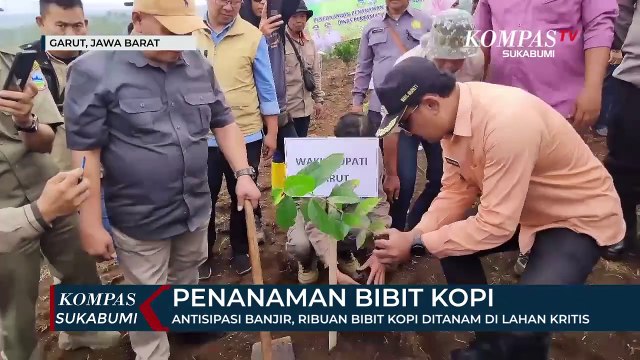 Antisipasi Banjir, Ribuan Bibit Kopi Ditanam Di Lahan Kritis