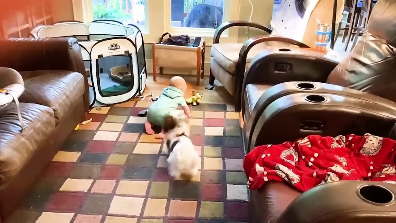 Best video of Cute Babies and Pets - Funny Baby and Pet