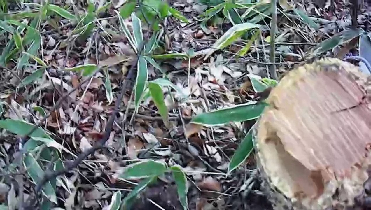 伐採動画