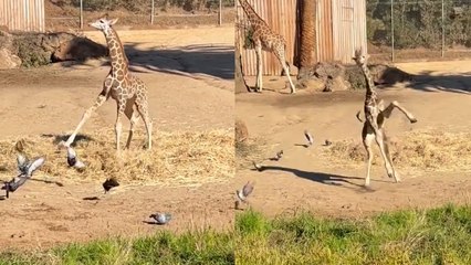 Adorable Baby Giraffe LOVES Playing with Pigeons