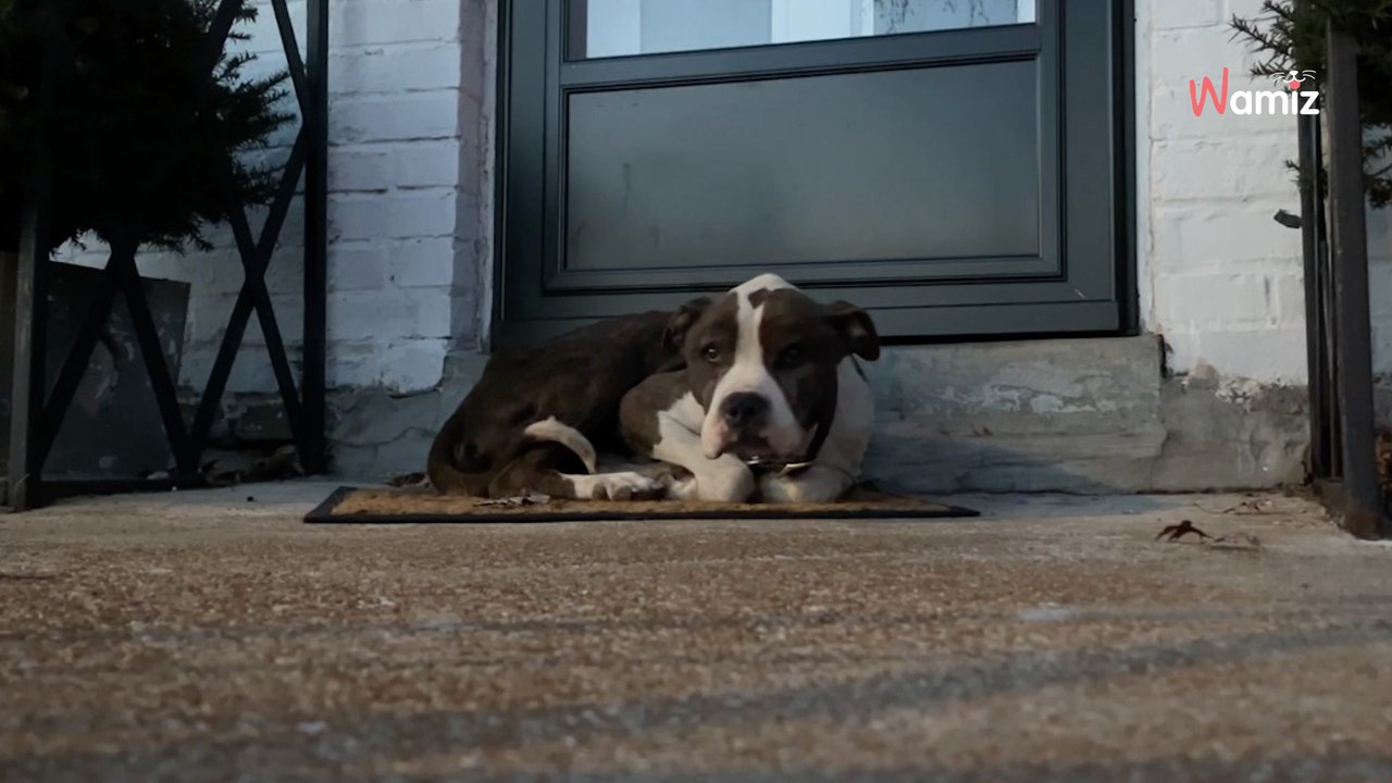 Il sort de chez lui et découvre avec stupeur qu'un visiteur imprévu s'est installé pour l'hiver