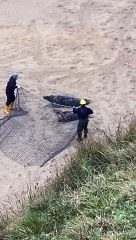 Volunteers capturing the seal - Julian Larbalestier BDMLR