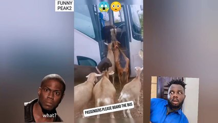Watch Funny  Goats Enter Bus hahahha