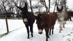 Donkeys in the snow at The Donkey Sanctuary Belfast