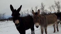 Donkeys in the snow at The Donkey Sanctuary in Belfast
