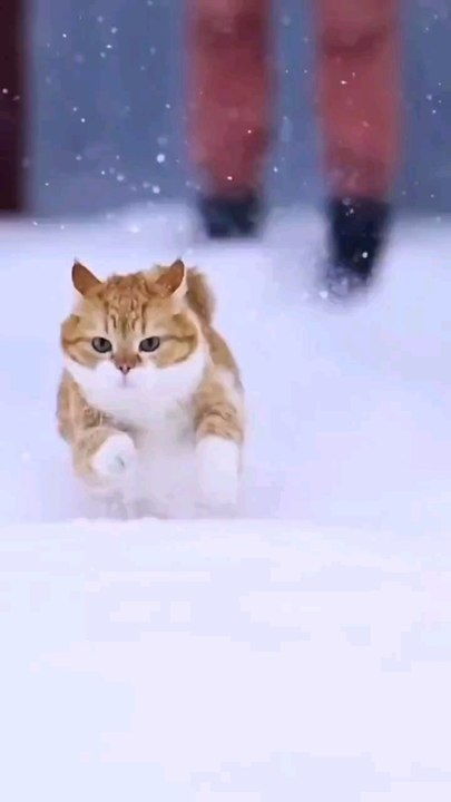 Snow grace.Join us