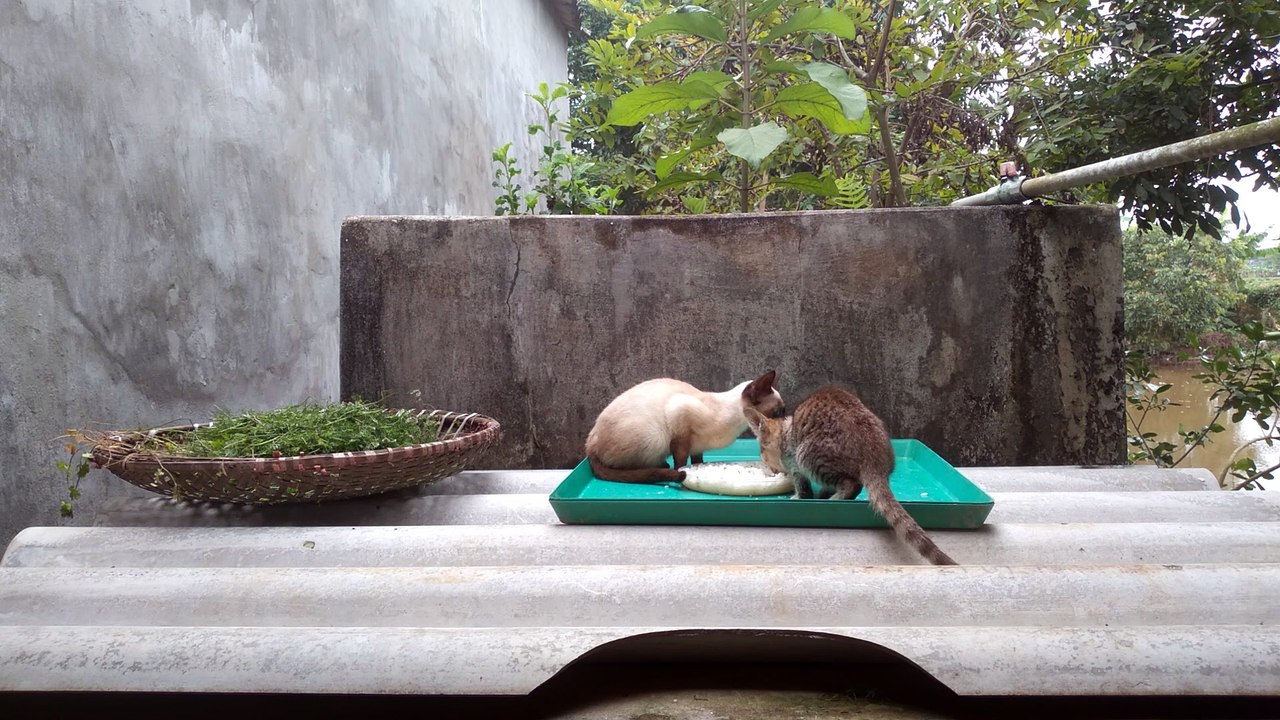 so cute cats p11