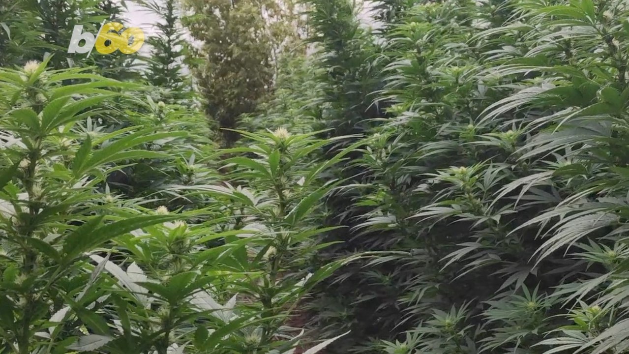 Cannabis Is Helping Many Americans Through Dry January