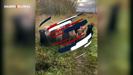 Sahiplerinin ağzından çıkan kelimeye göre hareket eden köpekler viral oldu
