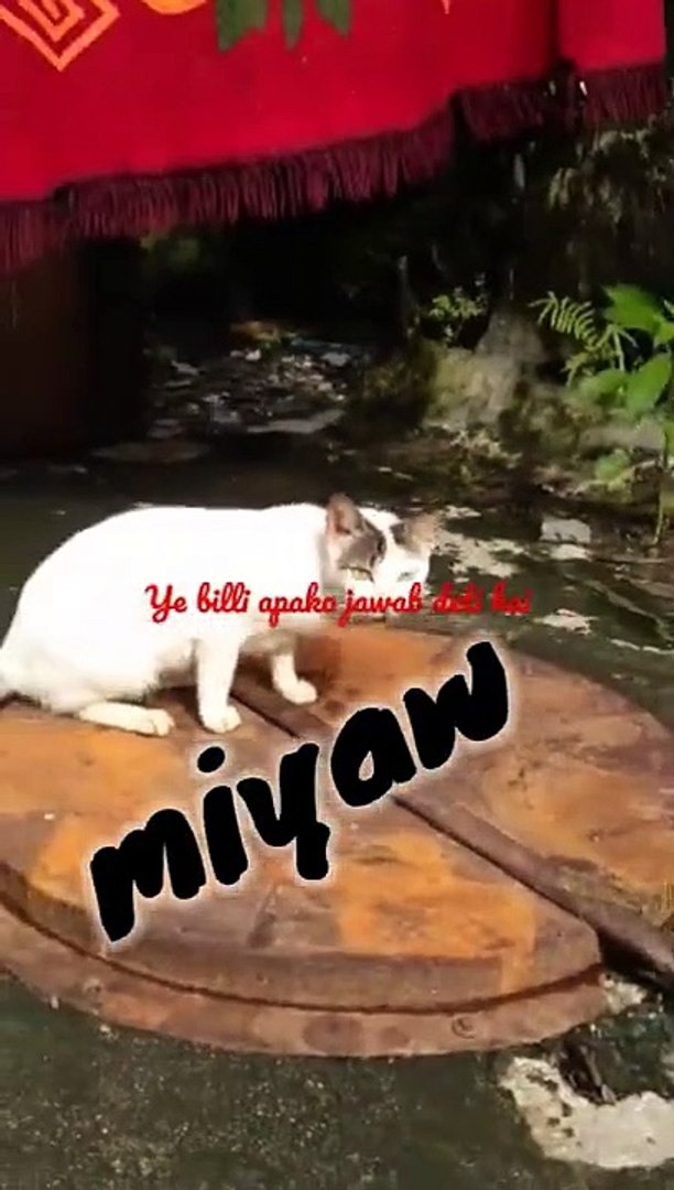 cat videos meowing _ all in one entertainment _ billi boli meow meow _ #shorts #cat