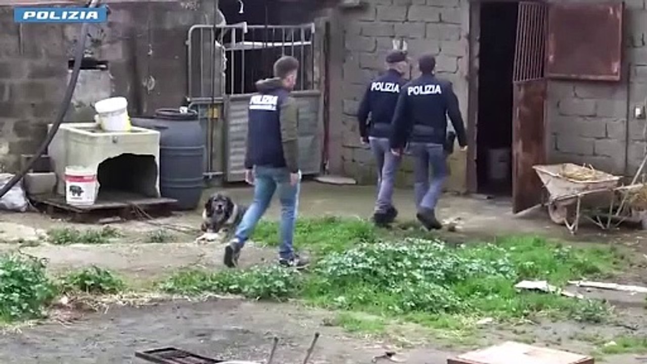 Blitz a Niscemi, scoperti 12 cani in ipotermia e malnutriti per allenarli alla caccia