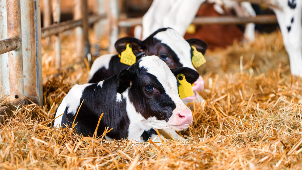 Tierhaltung, inflationsprämie, herkunftsnachweis für fleisch: das ändert sich im februar 2024
