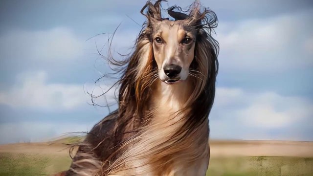 20 Facts About Afghan Hounds