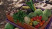 bd-frutas-y-vegetales-para-hidratarse-en-dias-calurosos-170124