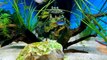 Aquarium 4K VIDEO (ULTRA HD) - Beautiful Coral Reef Fish Sleep Relaxing Meditation Music