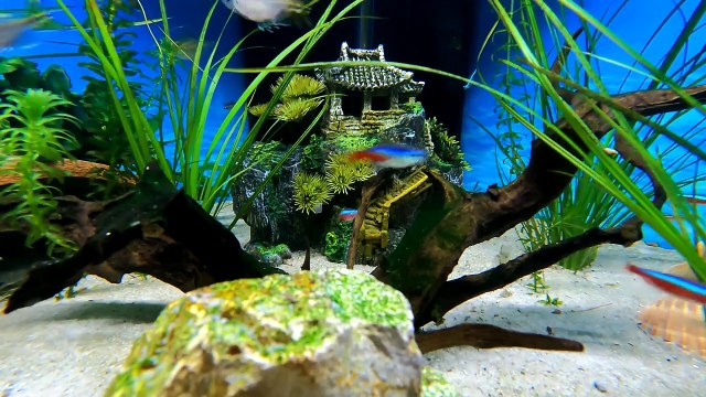 Aquarium 4K VIDEO (ULTRA HD) - Beautiful Coral Reef Fish Sleep Relaxing Meditation Music